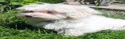 Maltipoo dogs for sale: F1 Maltipoo Puppies For Sale  - Advert 22