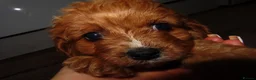 Cavapoo dogs for sale: Cavapoos  in Worcester - Advert 11