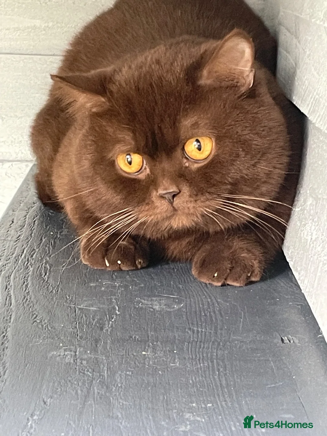 British Shorthair cats for stud: 🔥 TOP QUALITY STUDS BLOOD B GCCF TICA  - Advert 7