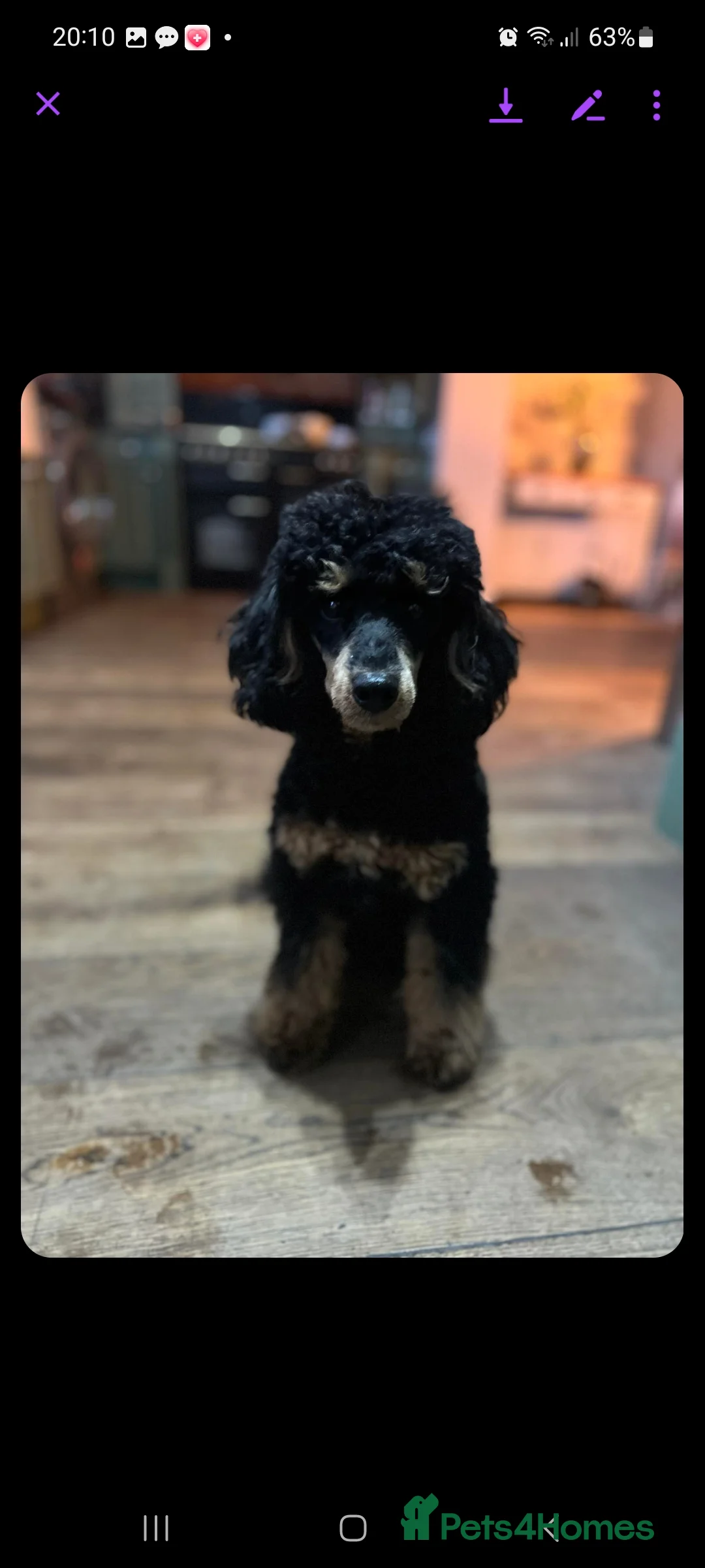 Mixed Breed dogs for sale: Boodles - Advert 4