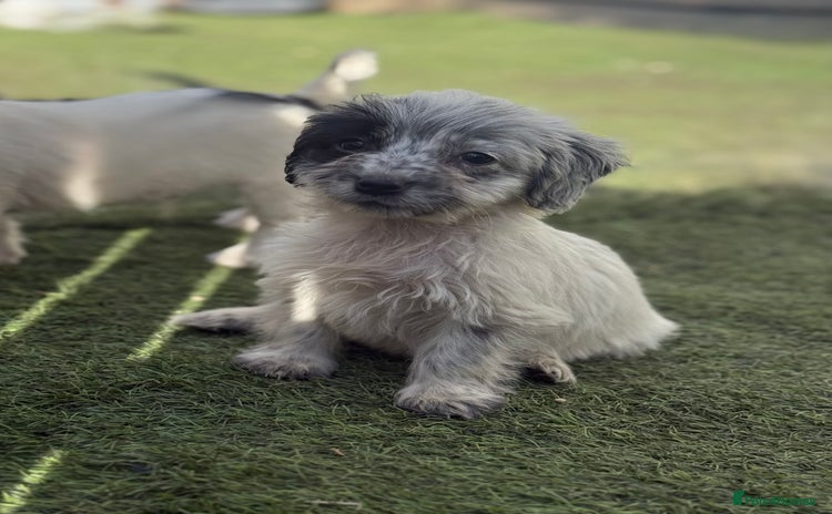 Mixed Breed dogs - Advert 9