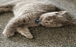 British Shorthair cats for sale: kittens for a new home Forever - Image 4