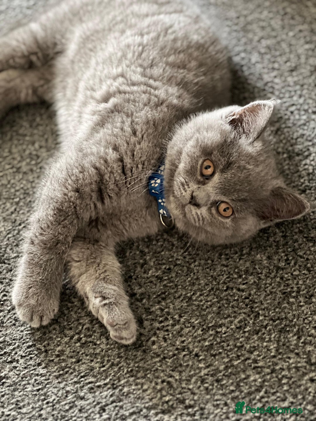 British Shorthair cats for sale: kittens for a new home Forever - Image 4