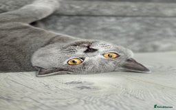 British Shorthair cats for sale: British Shorthair Male — experience needed! - Advert 11
