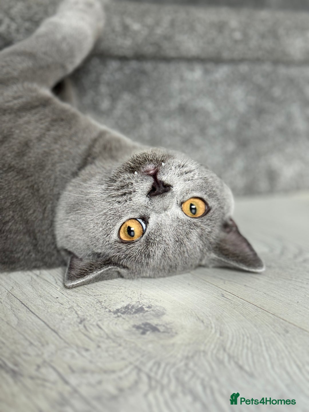 British Shorthair cats for sale: British Shorthair Male — experience needed! - Advert 11