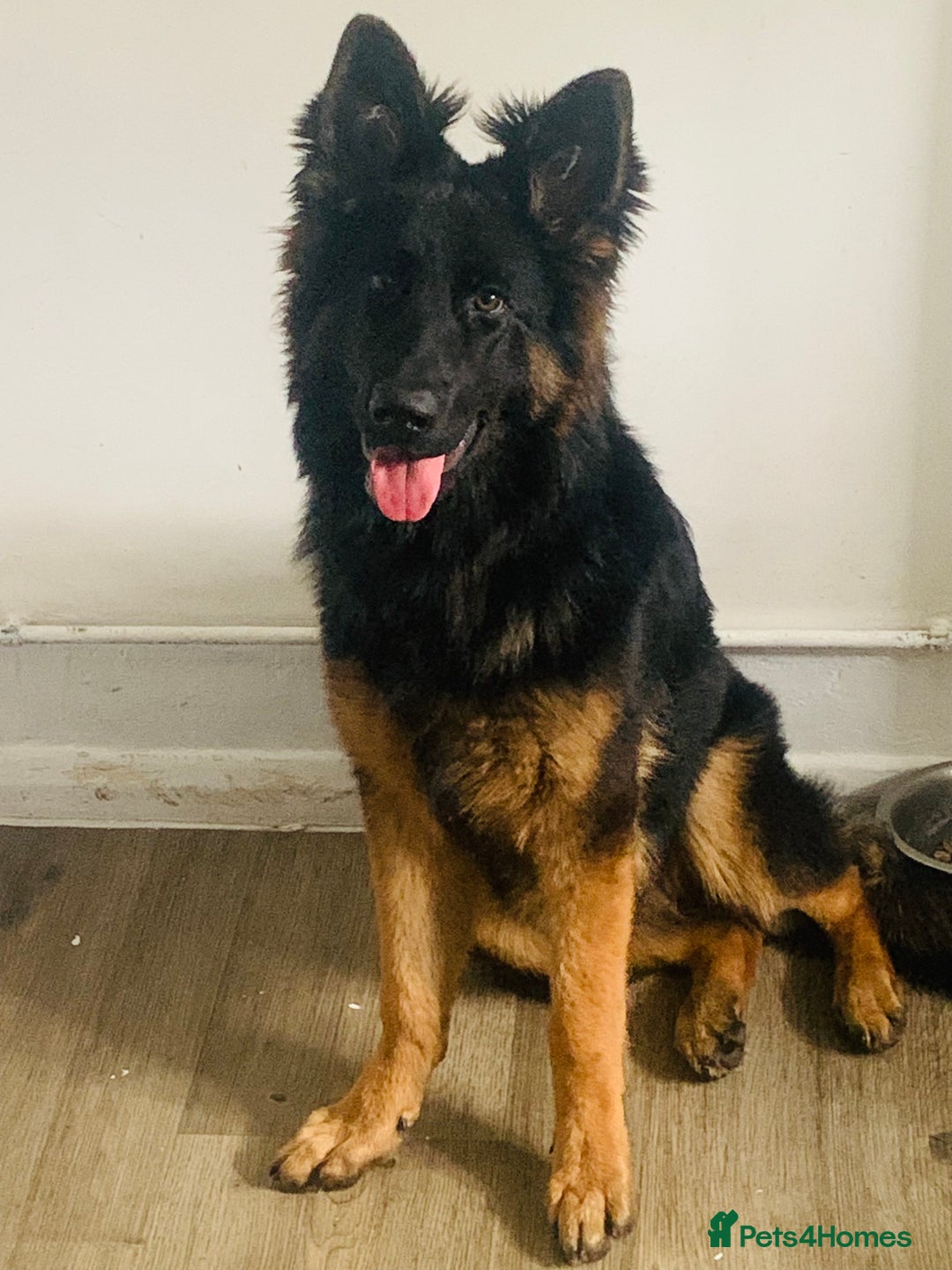 German Shepherd dogs for sale: BEAUTIFUL GERMAN FEMALE SHEPARD  - Image 2