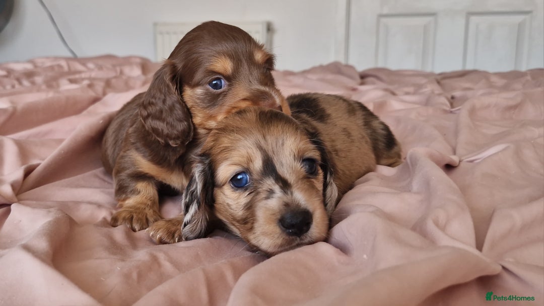 Miniature Dachshund dogs for sale: Long hair minature dachshunds - Image 26