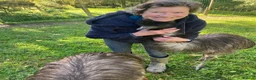 Emus poultry for sale: Wanted Good home for two Emus  in Welshpool - Advert 4