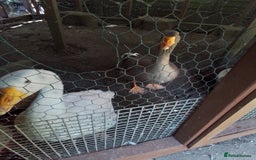 Geese poultry for sale: 2 x Geese - Image 1