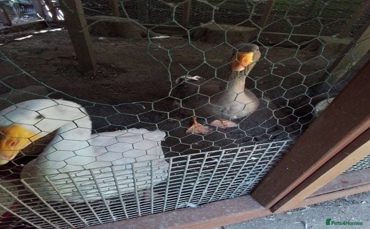 Geese poultry - Advert 1