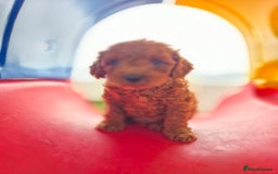 Cavapoo dogs for sale: WAITING LIST NOW OPEN FOR SUMMER 2026.  - Image 11