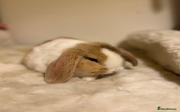 Mini Lop rabbits for sale: ✨ Beautiful harli split mini lop buck 👀 🏡  - Image 4