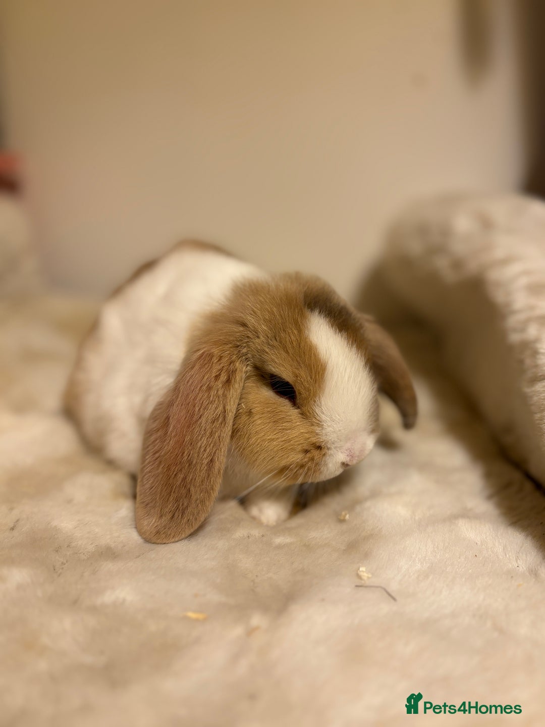 Mini Lop rabbits for sale: ✨ Beautiful harli split mini lop buck 👀 🏡  - Image 4