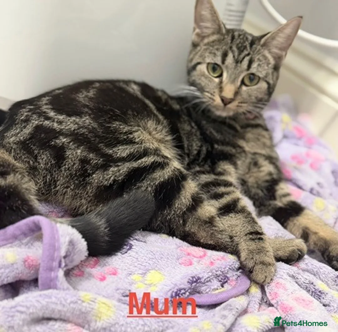 Mixed Breed cats for sale: welcome you to my 3 beautiful kittens in Barnet - Advert 2