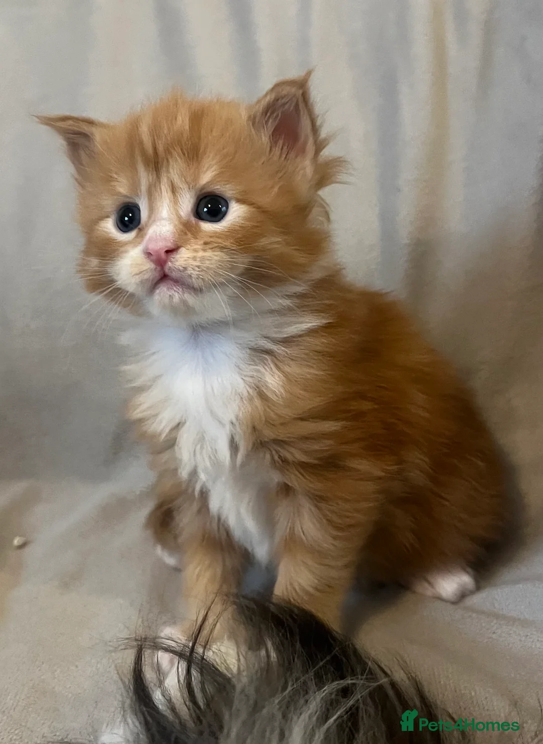 Maine Coon cats for sale: Beautiful and healthy litter of Maine coon kittens - Advert 25