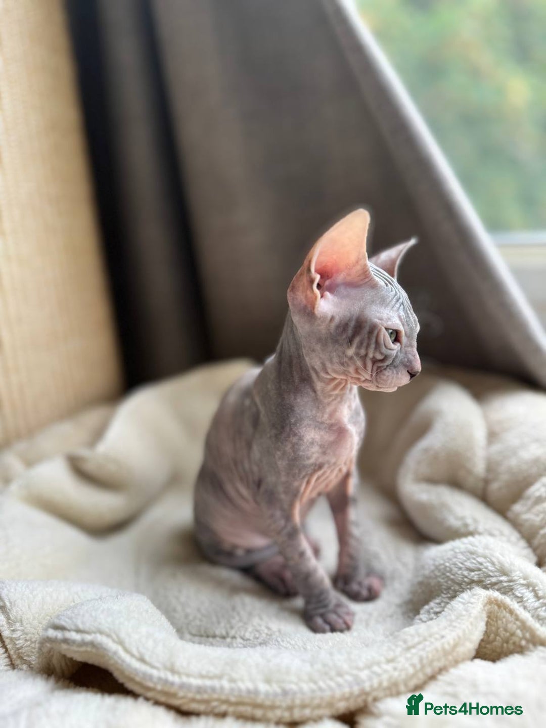 Sphynx cats for sale: Don Sphynx Kittens - Image 11