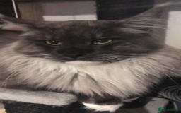 Maine Coon cats for sale: MaineCoon Kittens 2Girls Black Smoke Ready toleave - Image 40