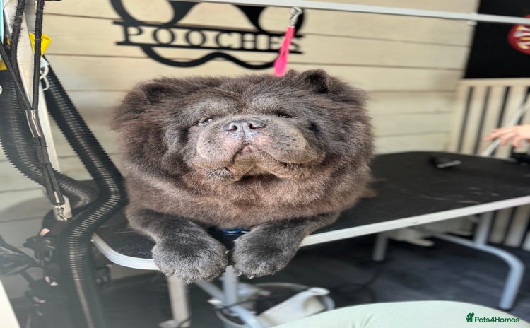 Chow Chow dogs - Advert 2