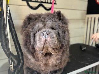 Chow Chow dogs - Advert 14