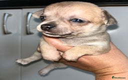 Chihuahua dogs for sale: Tiny chihuahua puppies  - Image 11