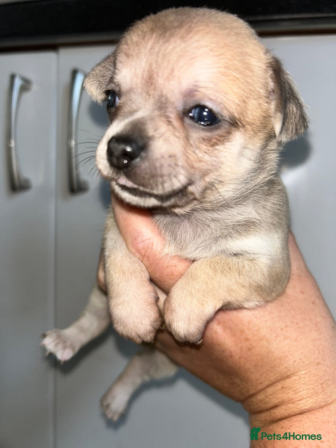 Chihuahua dogs for sale: Tiny chihuahua puppies  - Image 11