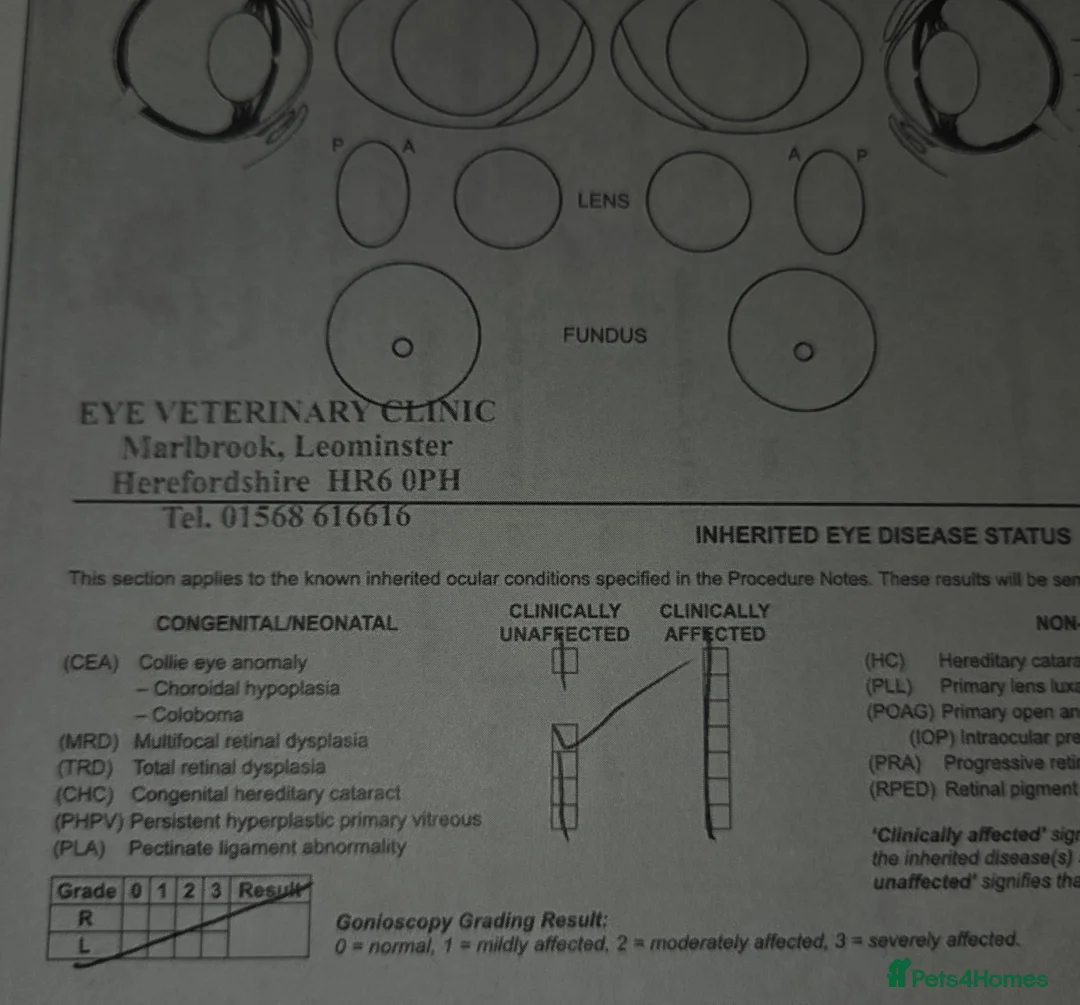 Cavalier King Charles Spaniel dogs for stud: Extensively health tested ruby STUD - Advert 18