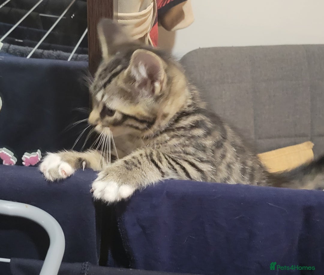 Mixed Breed cats for sale: 2 boys and 1 girl - Image 3