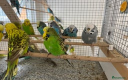 Budgerigars birds for sale: Budgies for sale  - Image 7