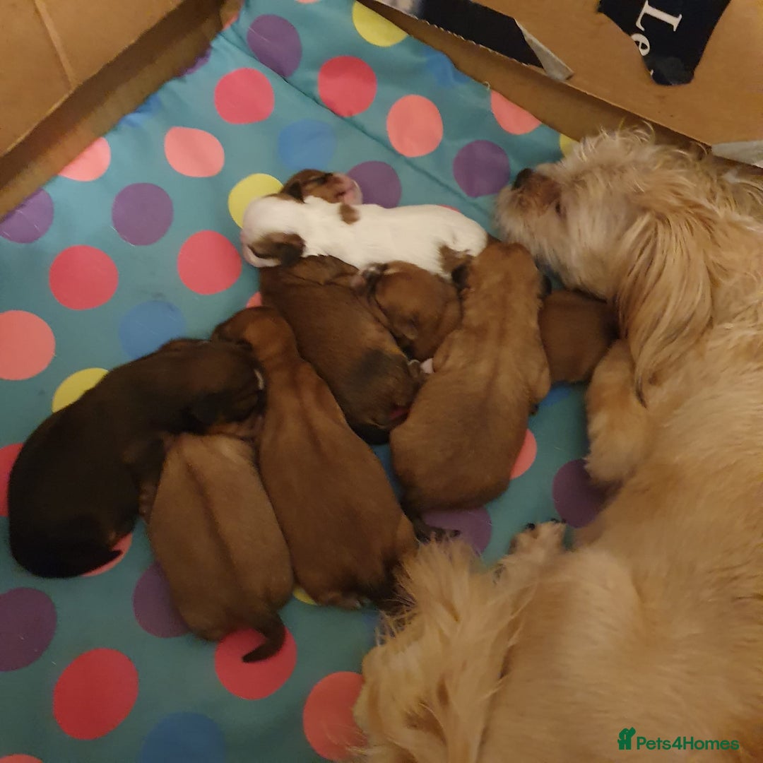 Shih Tzu dogs for sale: Gorgeous litter of shih tzu pups  - Advert 20