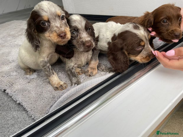 Cocker Spaniel dogs - Advert 5