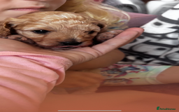 Cavapoo dogs for sale: Gorgeous little Caverpoo babies - Image 6