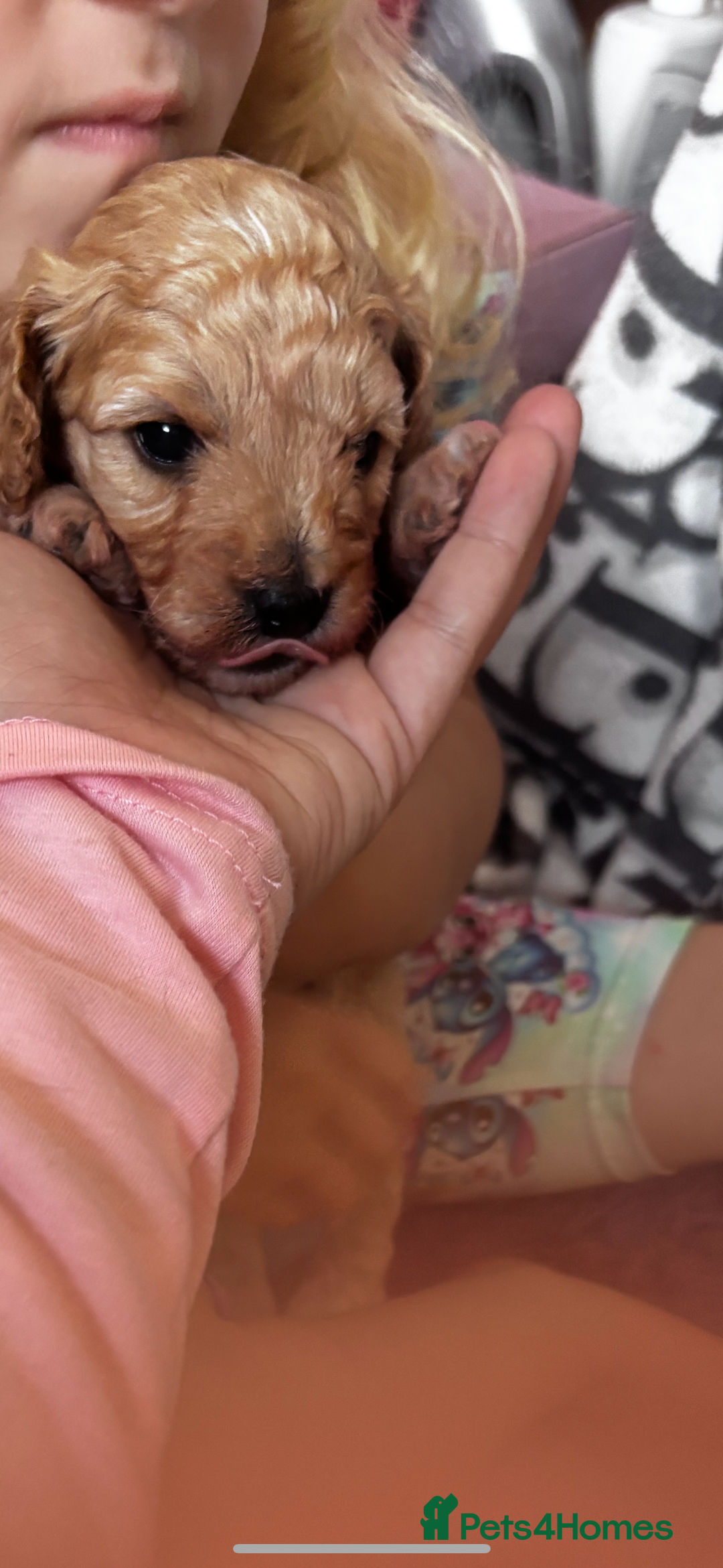 Cavapoo dogs for sale: Gorgeous little Caverpoo babies - Image 6