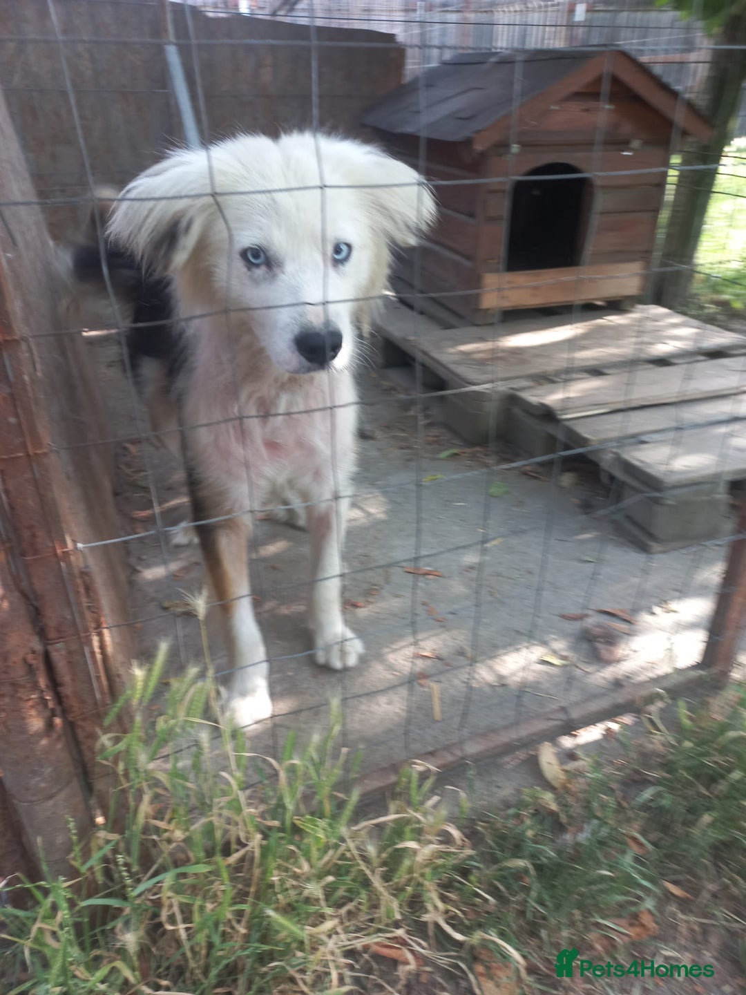 Mixed Breed dogs for adoption: BLUE3 - a lovely boy for a Loving Home - Image 5