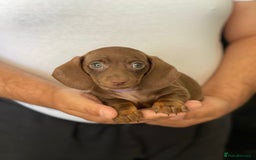 Miniature Dachshund dogs for sale: Miniature Dachshund Puppies  - Image 5