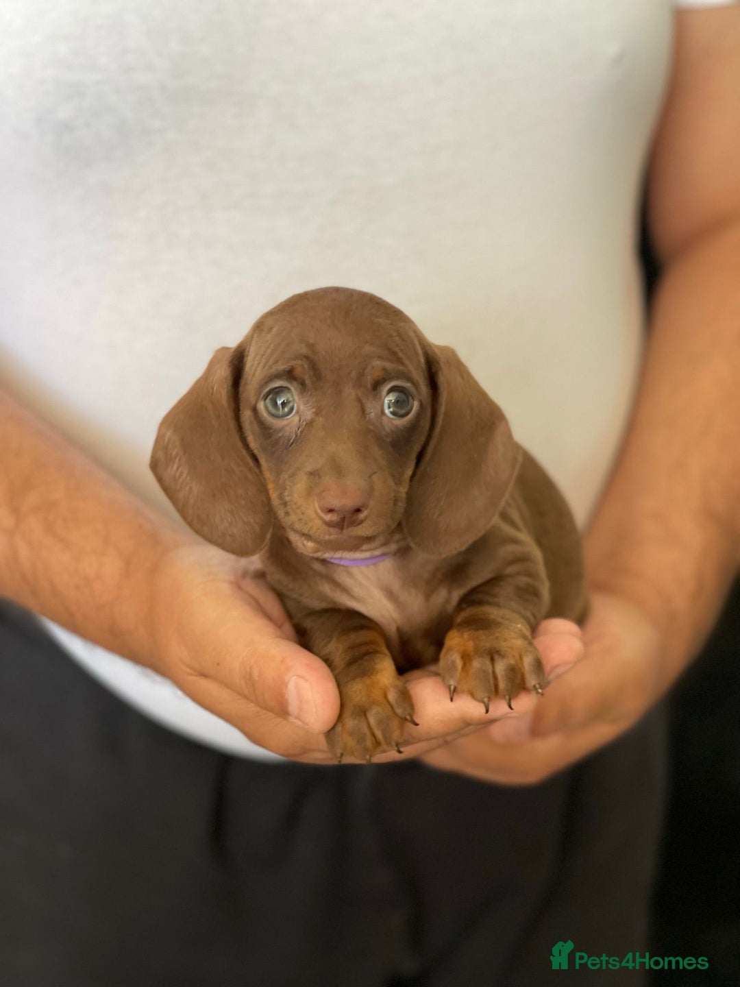 Miniature Dachshund dogs for sale: Miniature Dachshund Puppies  - Image 5