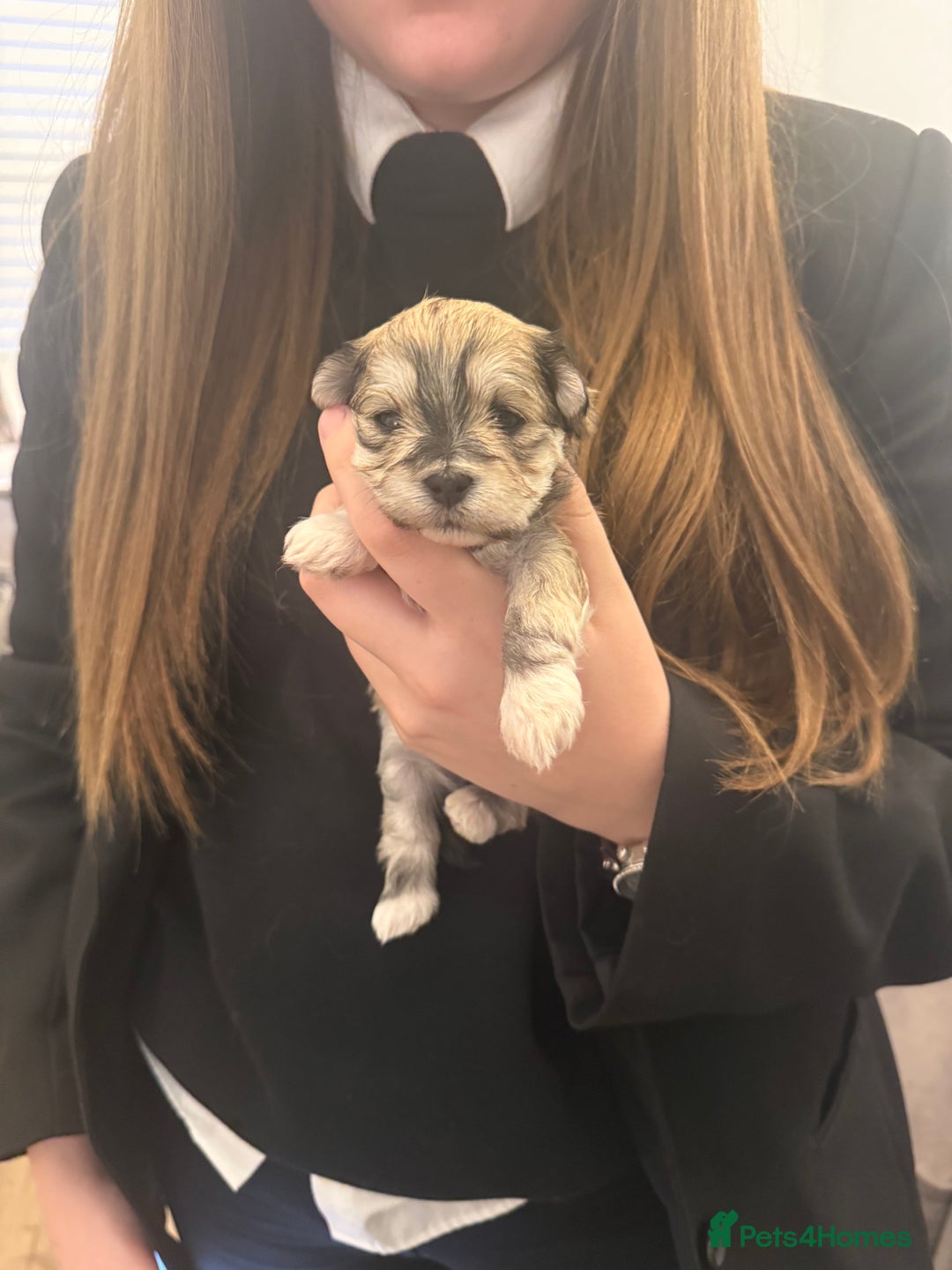 Mixed Breed dogs for sale: Absolutely gorgeous lhatese puppies - Advert 23