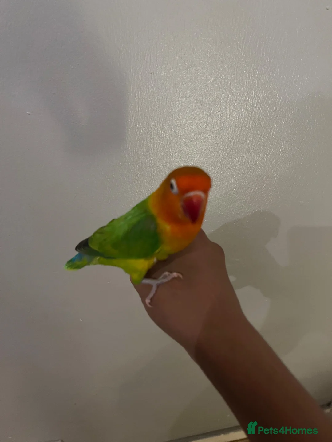 Cockatiels birds for sale: Fully tamed cockatiel and 2 love birds  in Staines - Advert 2
