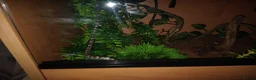 Corn Snake reptiles for sale: 2 corn snakes with 2 set ups - Advert 8