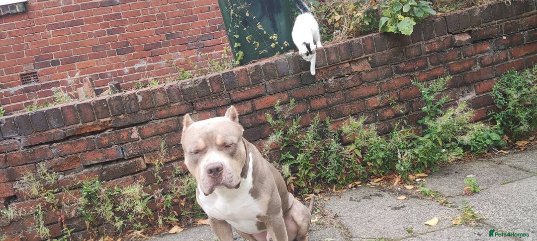 Mixed Breed dogs for sale: Caine corso/ American bully 10 weeks - Advert 26