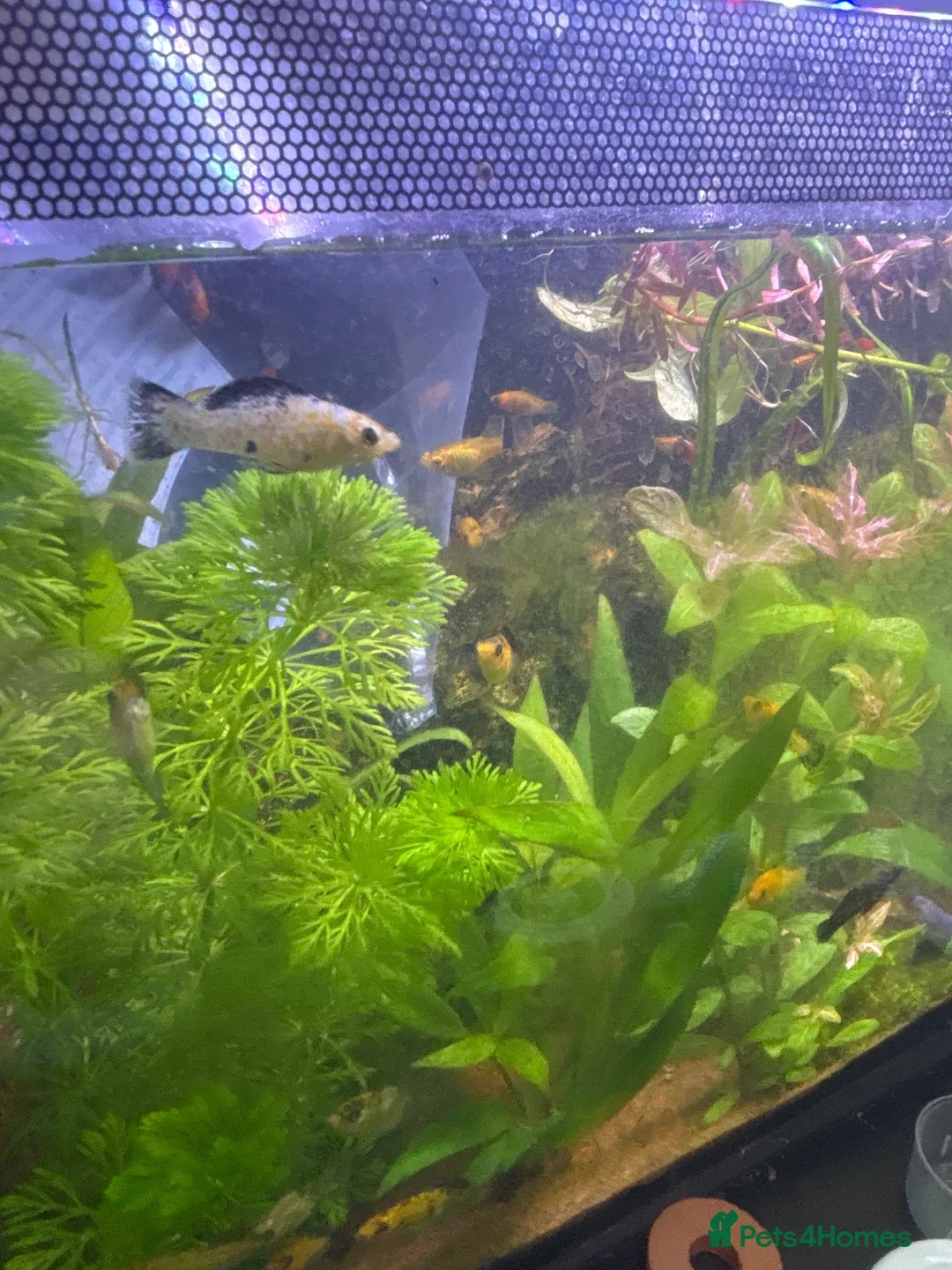 Mollies fish for sale: Mollies for sale  in Reading - Advert 4