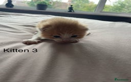 Ragdoll cats for sale: Ragdoll Kittens  - Image 6