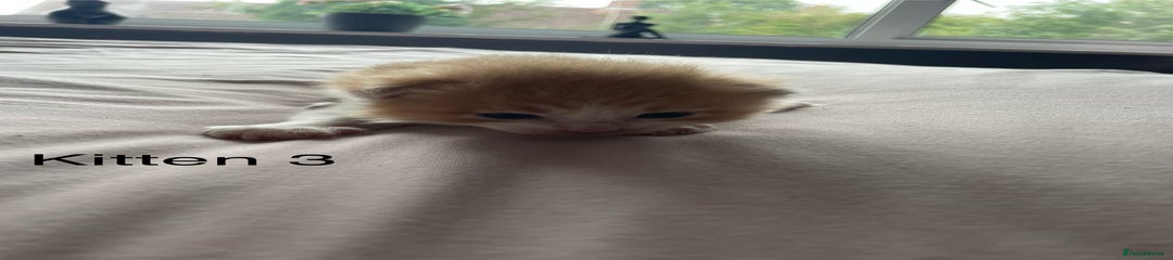Ragdoll Kitten 3