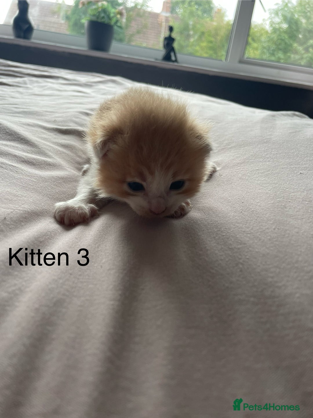 Ragdoll cats for sale: Ragdoll Kittens  - Image 6