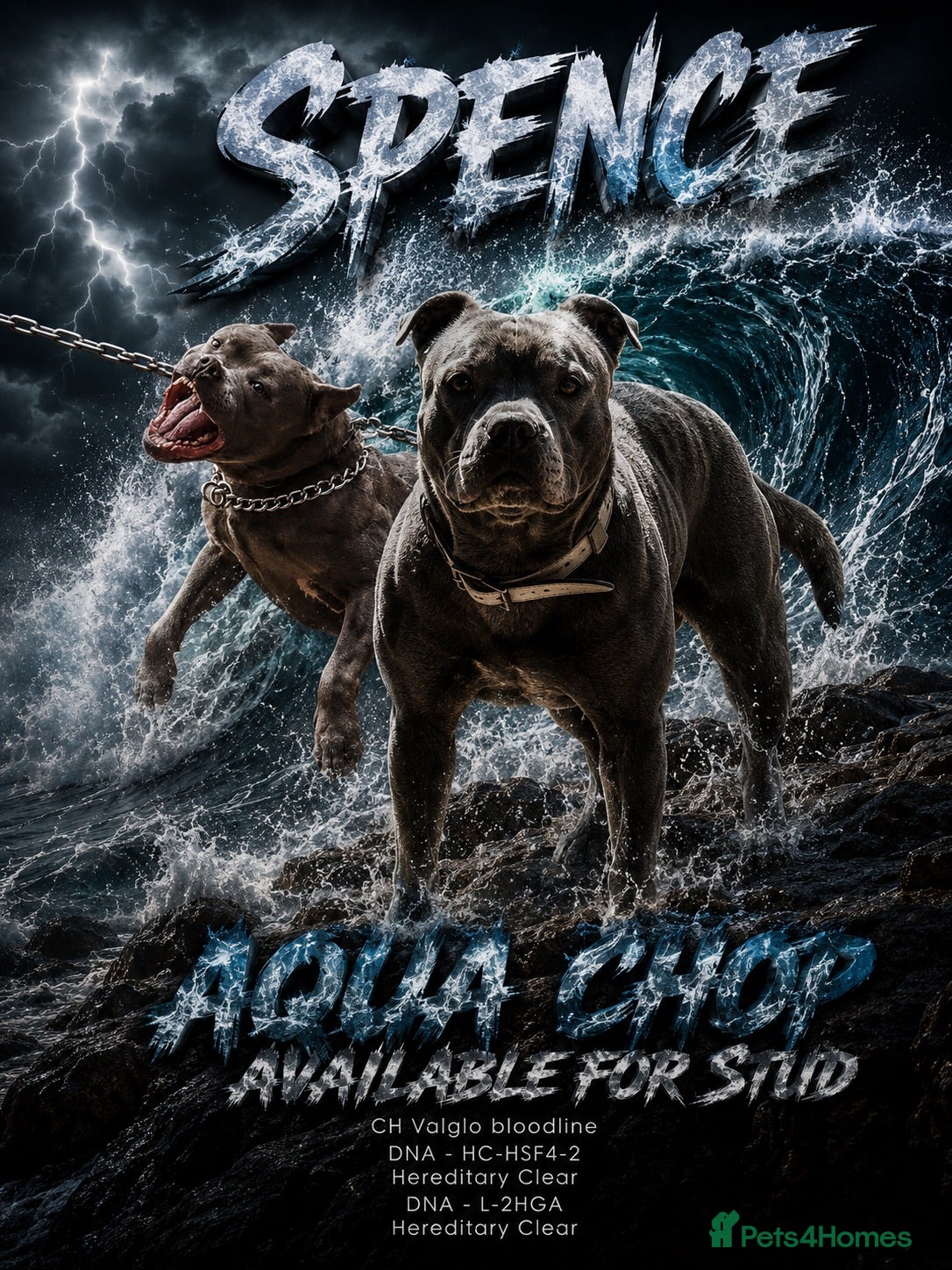 Staffordshire Bull Terrier dogs Aqua chop SPENCE🩸A SUPERB CH VALGLO BLOODLINE🩸 - Advert 1