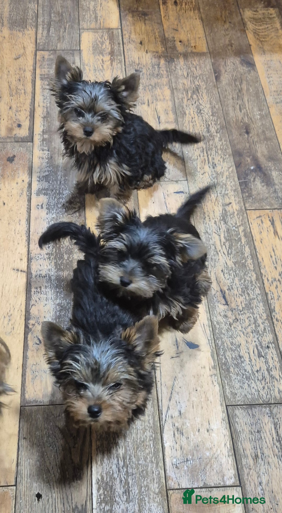 Yorkshire Terrier dogs for sale: Yorkshire Terrier Baby face boys for Sale  😍 - Image 7