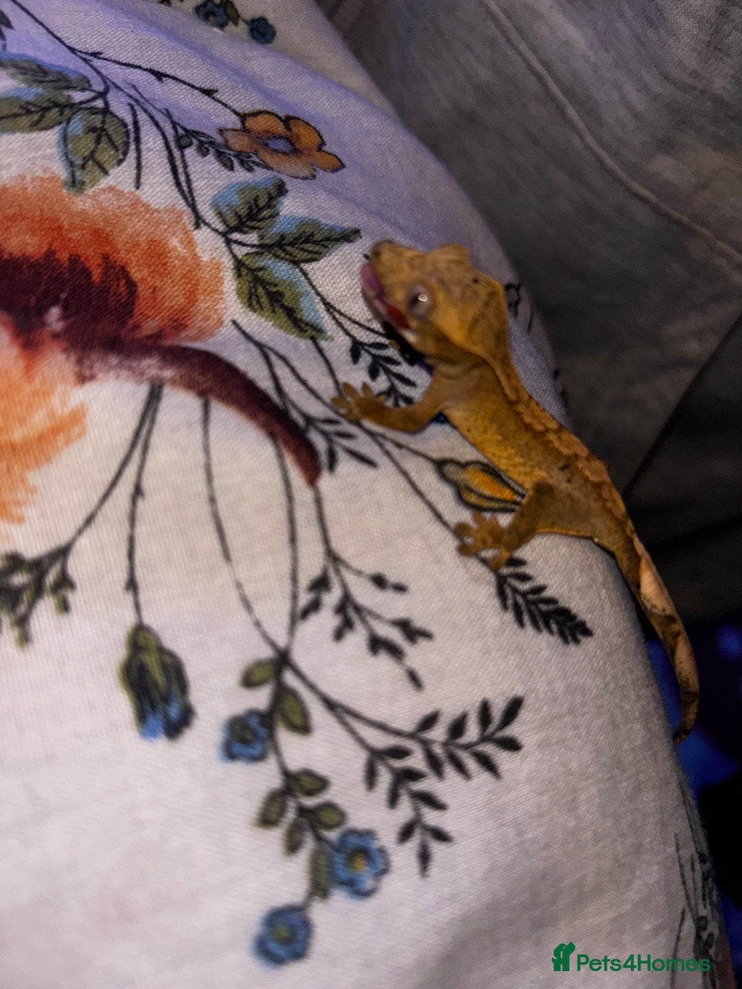 Gecko reptiles for sale: Baby crested geko  - Advert 12