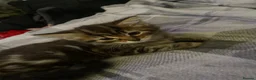 Mixed Breed cats for sale: 4 beautiful kittens  - Advert 7