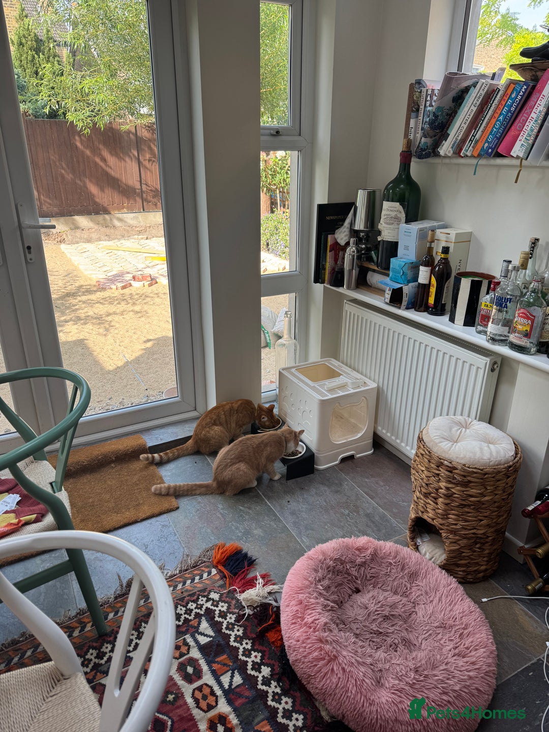 British Shorthair cats for sale: Two gorgeous young male ginger cats - Image 2