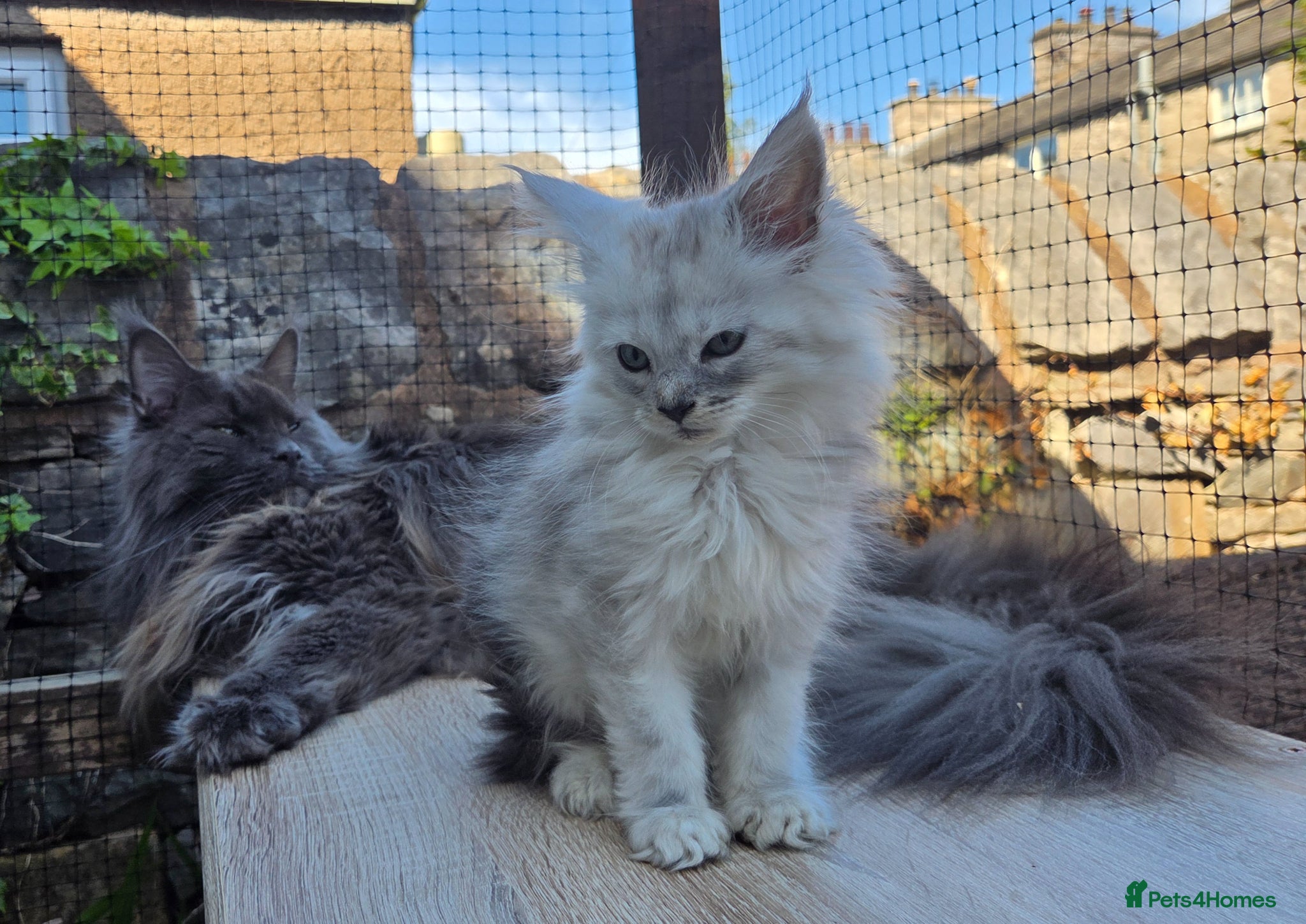 Maine Coon cats Last male Purebreed Russian Bloodline Mainecoon - Advert 11