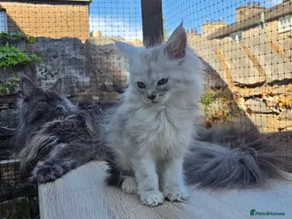 Maine Coon cats Last male Purebreed Russian Bloodline Mainecoon - Advert 11